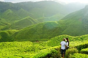 Beyond the Clouds: The Ultimate Guide to Munnar’s Most Enchanting Escapes