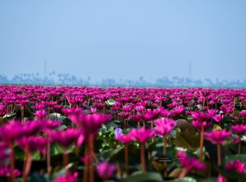 Aqualillies Water Front Heritage Villa - Image 4