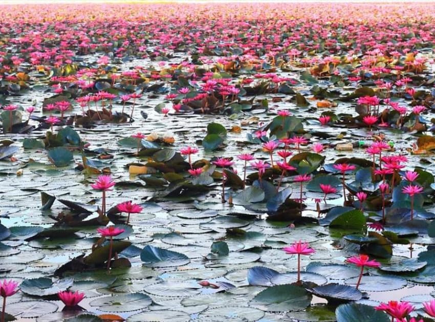 Aqualillies Water Front Heritage Villa - Image 2