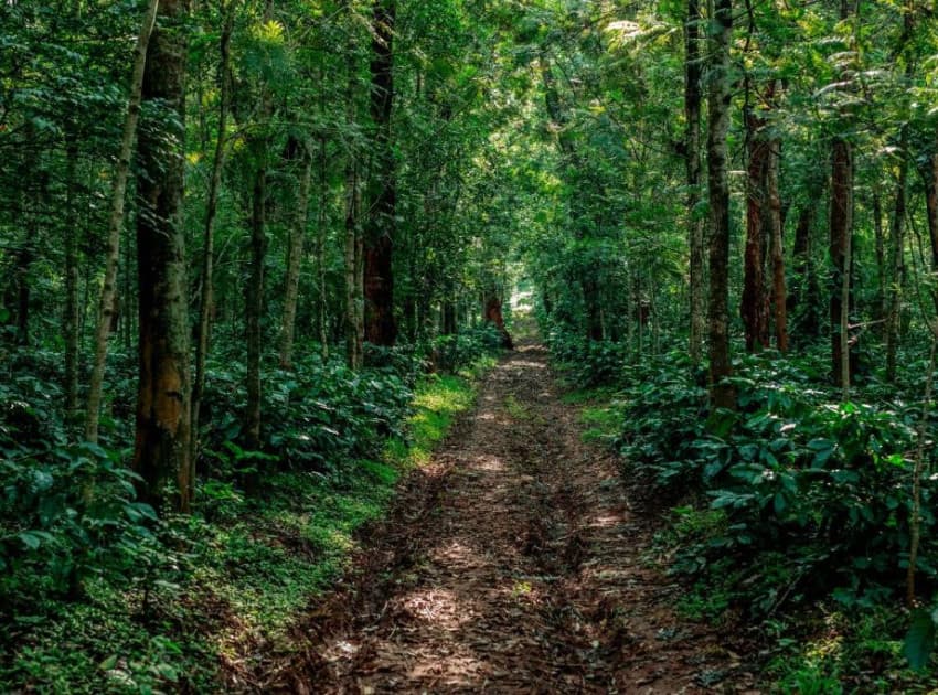 The Blossom Resort - Chikmagalur - Image 4