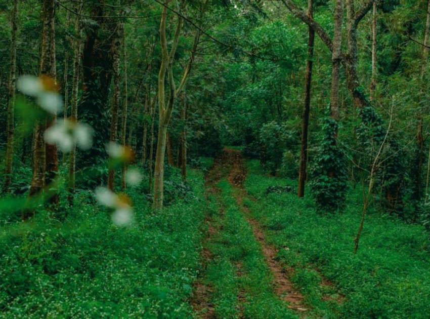 The Blossom Resort - Chikmagalur - Image 3