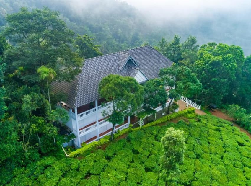 Tea Harvester - Image 2