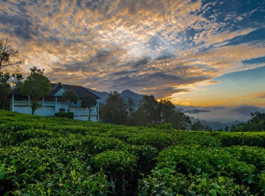 Tea Harvester - Image 3