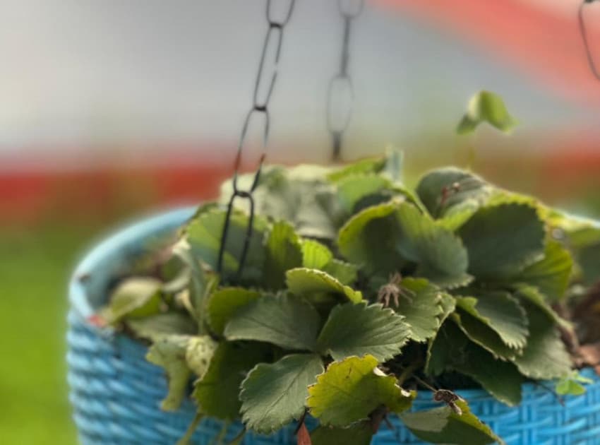 Memmsta Nikki Neo Garden - Image 2