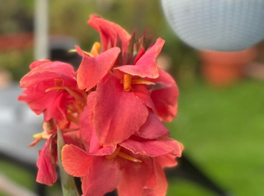 Memmsta Nikki Neo Garden - Image 3