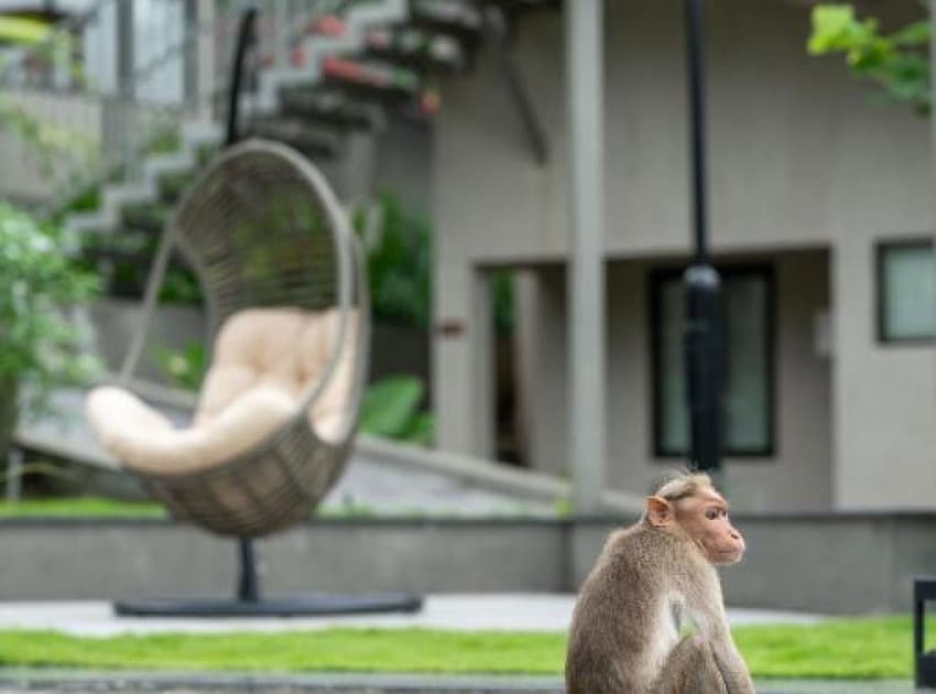 Book Deluxe Room Waterfall View room in Athirapally